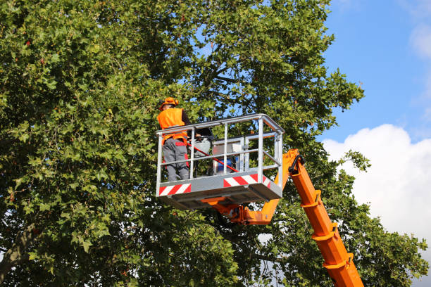 Why Choose Our Tree Removal Services in Breinigsville, PA?