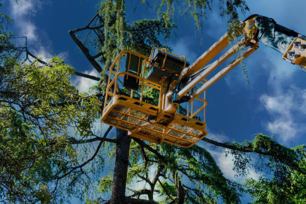 Best Commercial Tree Services  in Breinigsville, PA